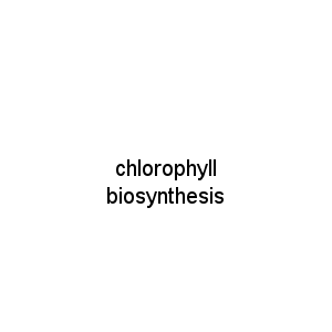chlorophyll biosynthesis